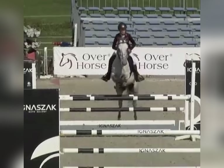 Connemara Wallach 7 Jahre 146 cm Schimmel in WrocławWrocław