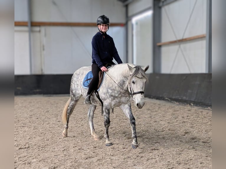 Connemara Mix Wallach 7 Jahre 147 cm Apfelschimmel in Nettetal