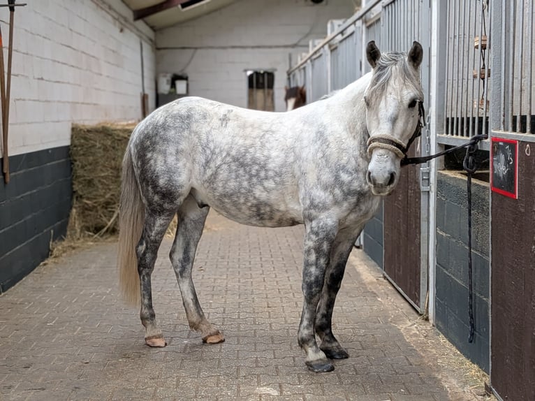 Connemara Mix Wallach 7 Jahre 147 cm Apfelschimmel in Nettetal