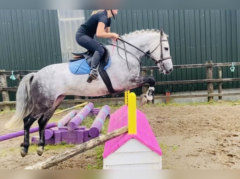 Connemara Wallach 7 Jahre 147 cm Apfelschimmel in Sligo
