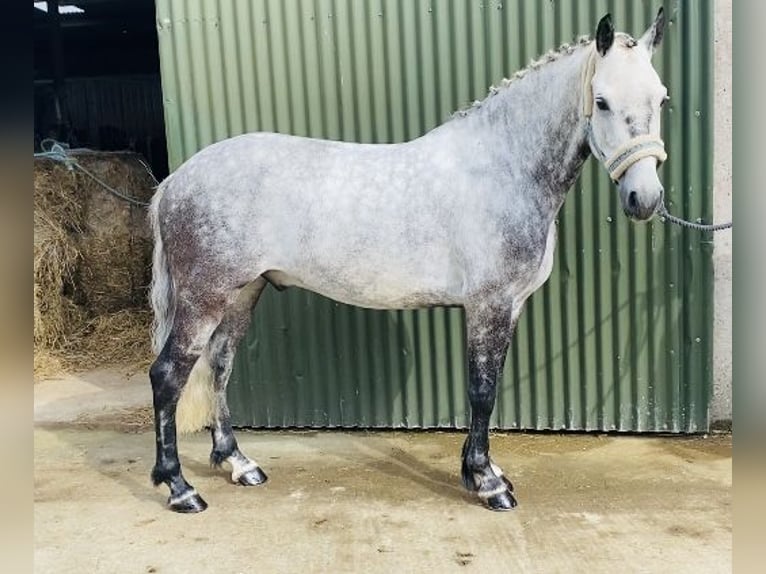 Connemara Wallach 7 Jahre 147 cm Apfelschimmel in Sligo