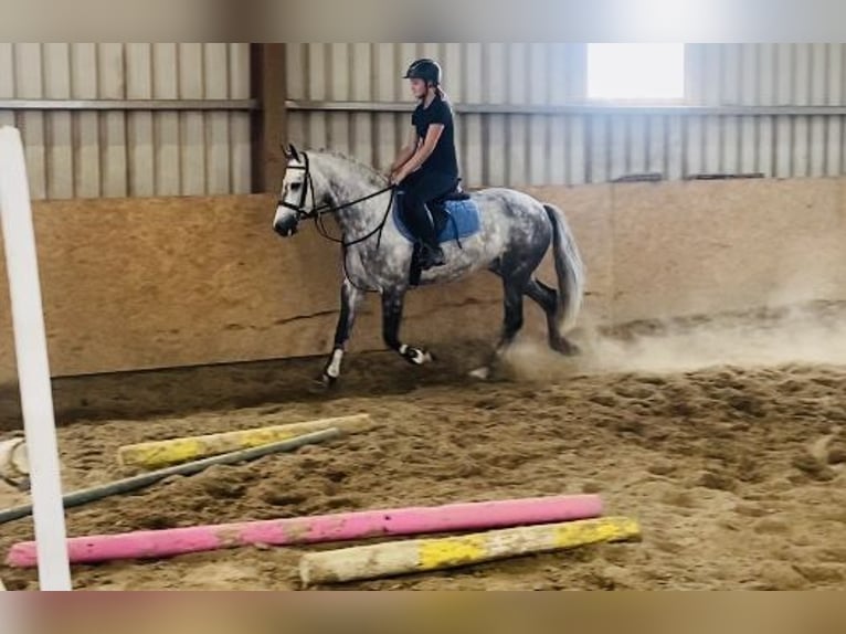 Connemara Wallach 7 Jahre 147 cm Apfelschimmel in Sligo