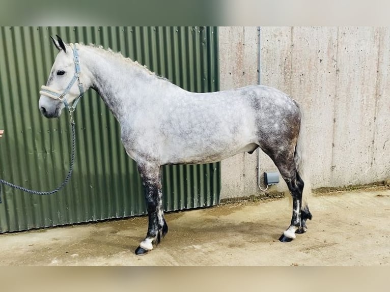 Connemara Wallach 7 Jahre 147 cm Apfelschimmel in Sligo