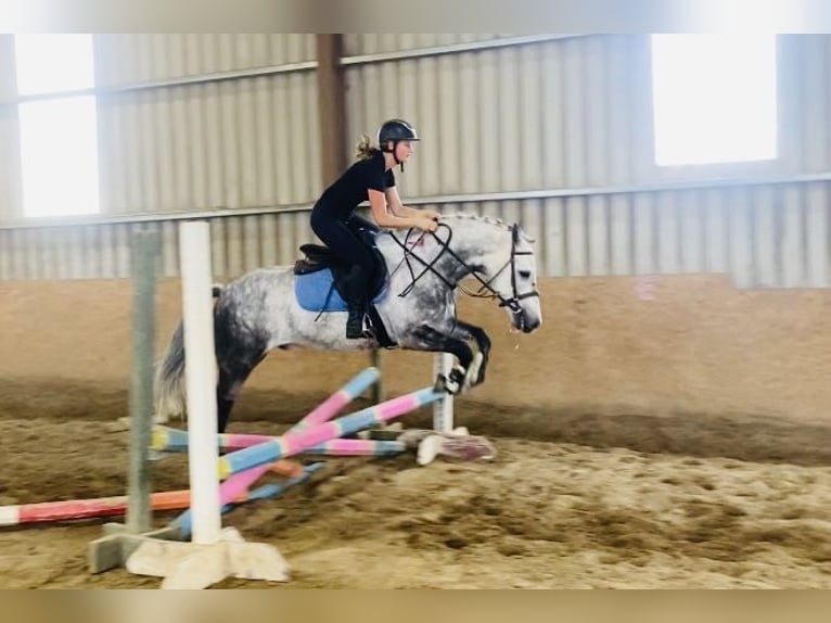 Connemara Wallach 7 Jahre 147 cm Apfelschimmel in Sligo