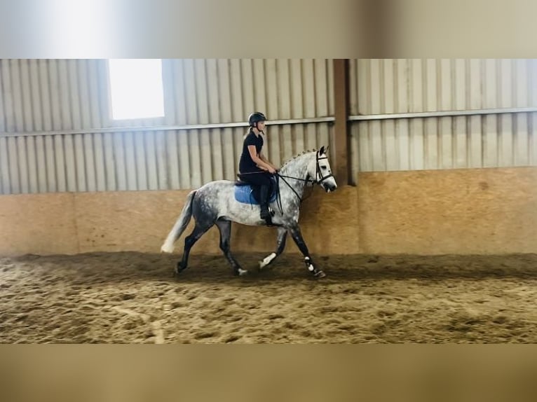 Connemara Wallach 7 Jahre 147 cm Apfelschimmel in Sligo