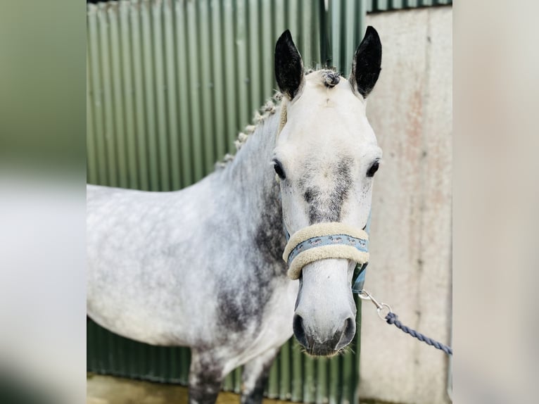 Connemara Wallach 7 Jahre 147 cm Apfelschimmel in Sligo