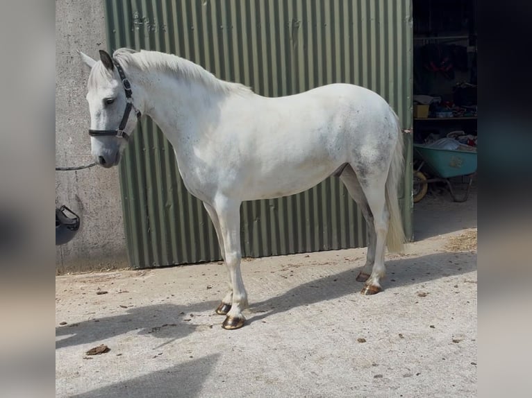 Connemara Wallach 7 Jahre 147 cm Blauschimmel in Sligo