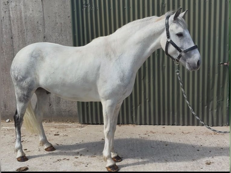 Connemara Wallach 7 Jahre 147 cm Blauschimmel in Sligo