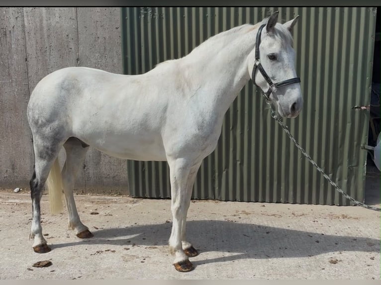 Connemara Wallach 7 Jahre 147 cm Blauschimmel in Sligo