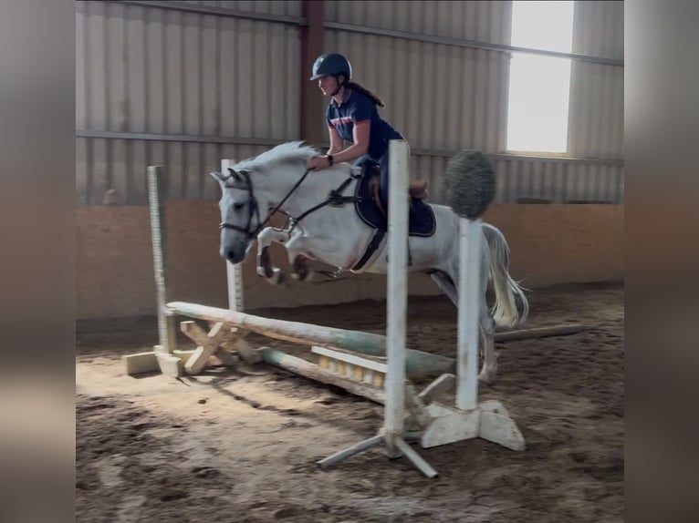 Connemara Wallach 7 Jahre 147 cm Blauschimmel in Sligo