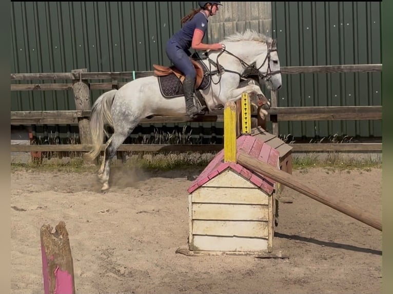 Connemara Wallach 7 Jahre 147 cm Blauschimmel in Sligo