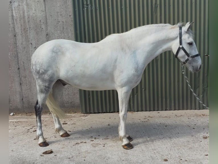 Connemara Wallach 7 Jahre 147 cm Blauschimmel in Sligo