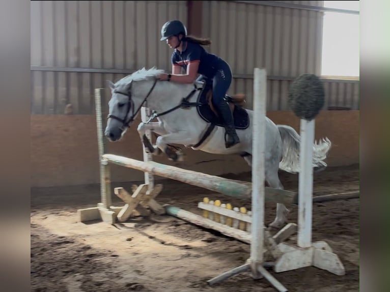 Connemara Wallach 7 Jahre 147 cm Blauschimmel in Sligo