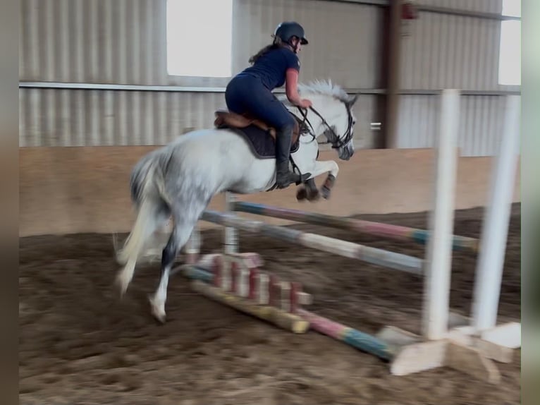 Connemara Wallach 7 Jahre 147 cm Blauschimmel in Sligo