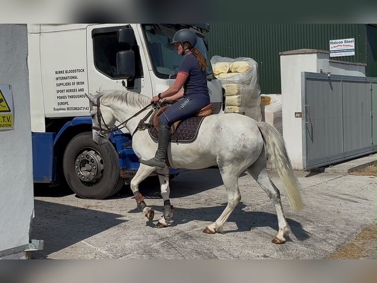 Connemara Wallach 7 Jahre 147 cm Blauschimmel in Sligo
