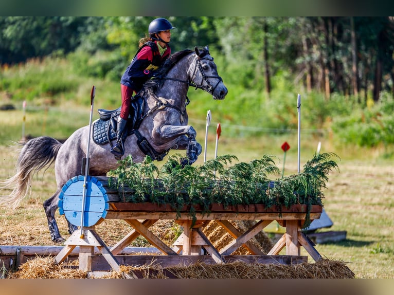 Connemara Wallach 7 Jahre 148 cm Apfelschimmel in Leganes
