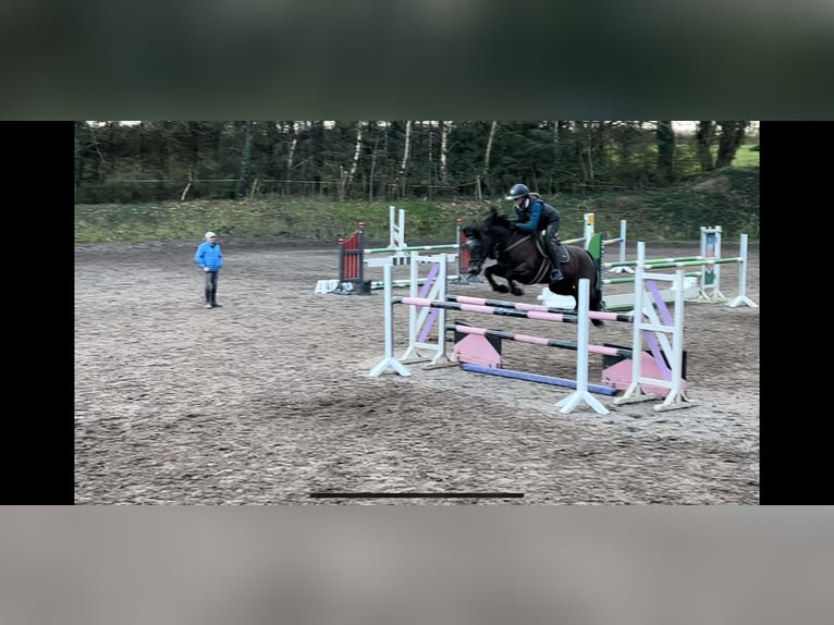 Connemara Wallach 7 Jahre 148 cm Falbe in Knockmore