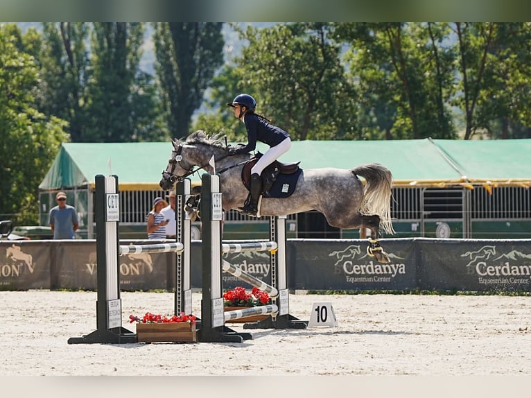 Connemara Wallach 7 Jahre 148 cm Schimmel in Leganes