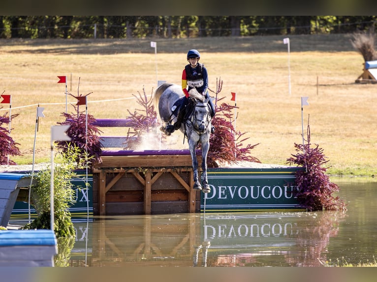 Connemara Wallach 7 Jahre 148 cm Schimmel in Leganes