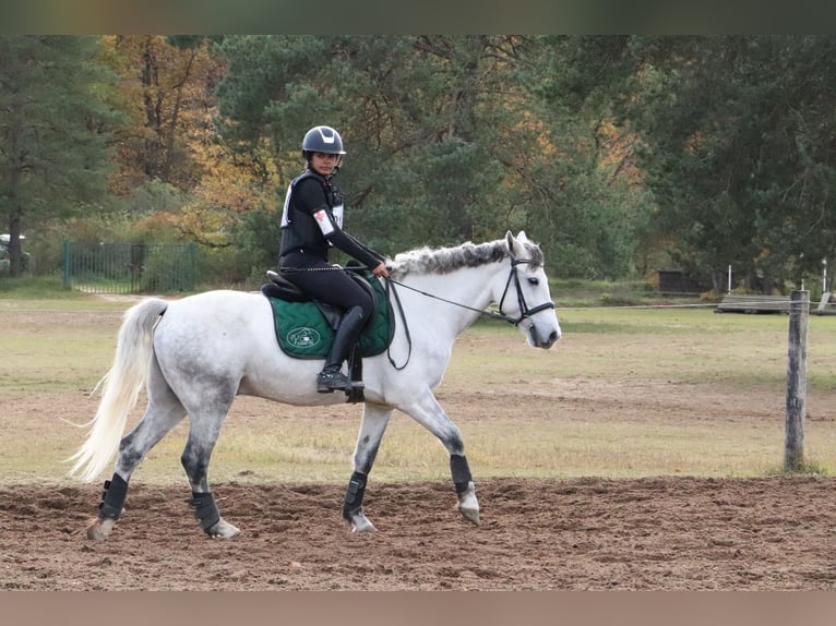 Connemara Wallach 7 Jahre 148 cm Schimmel in Villemer