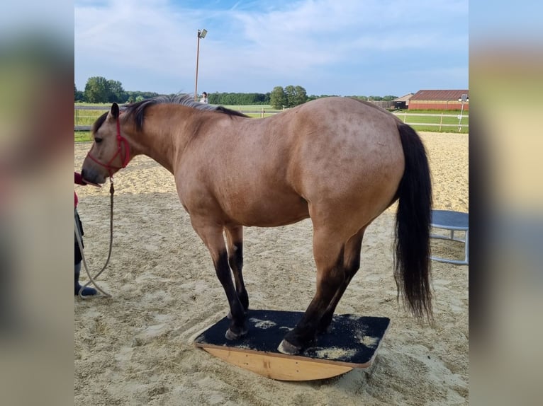 Connemara Mix Wallach 7 Jahre 150 cm Falbe in Gro&#xDF; W&#xFC;stenfelde