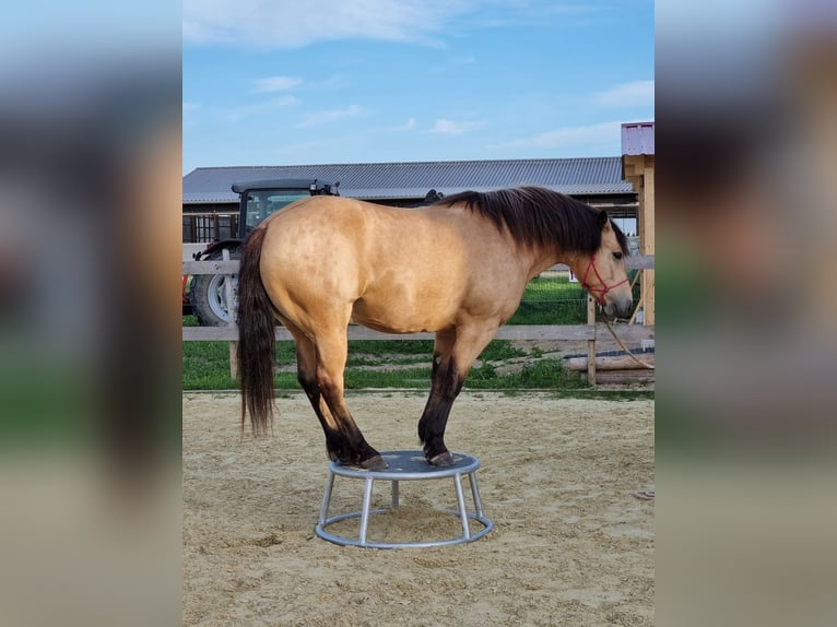 Connemara Mix Wallach 7 Jahre 150 cm Falbe in Gro&#xDF; W&#xFC;stenfelde
