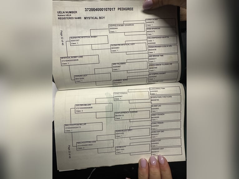 Connemara Wallach 7 Jahre 152 cm Palomino in Mountrath
