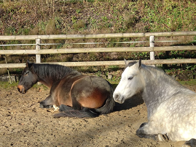 Connemara Wallach 7 Jahre 156 cm Dunkelbrauner in Eurasburg