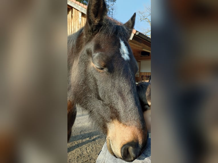 Connemara Wallach 7 Jahre 156 cm Dunkelbrauner in Eurasburg