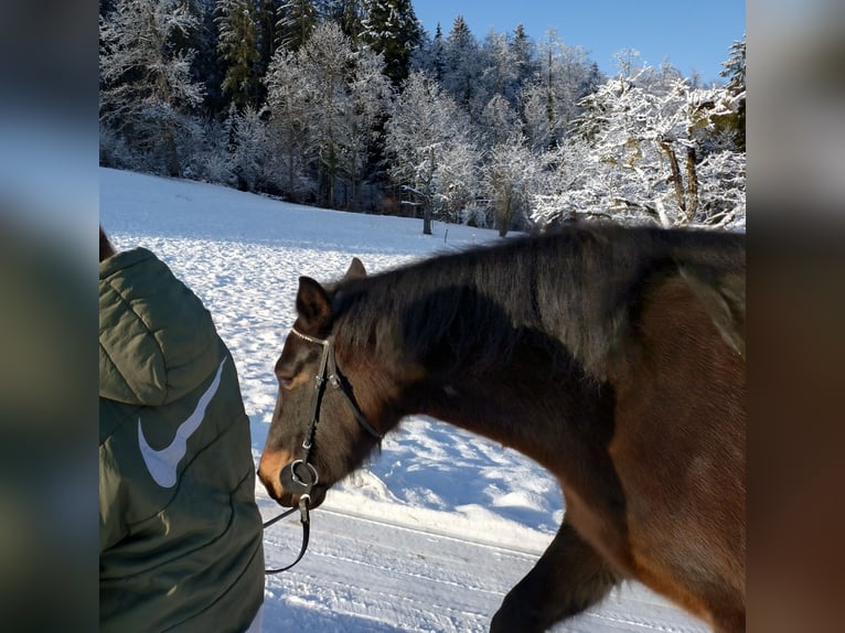 Connemara Wallach 7 Jahre 156 cm Dunkelbrauner in Eurasburg