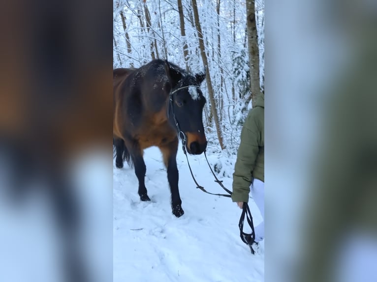 Connemara Wallach 7 Jahre 156 cm Dunkelbrauner in Eurasburg