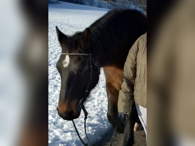 Connemara Wallach 7 Jahre 156 cm Dunkelbrauner in Eurasburg