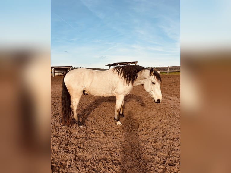 Connemara Wallach 7 Jahre 156 cm Falbe in Rohr