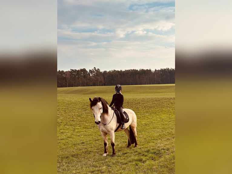 Connemara Wallach 7 Jahre 156 cm Falbe in Rohr