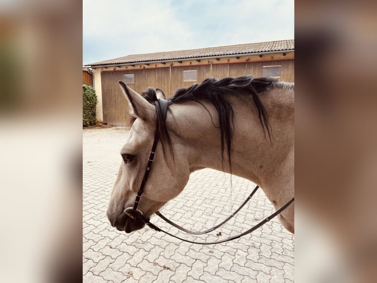 Connemara Wallach 7 Jahre 156 cm Falbe in Rohr