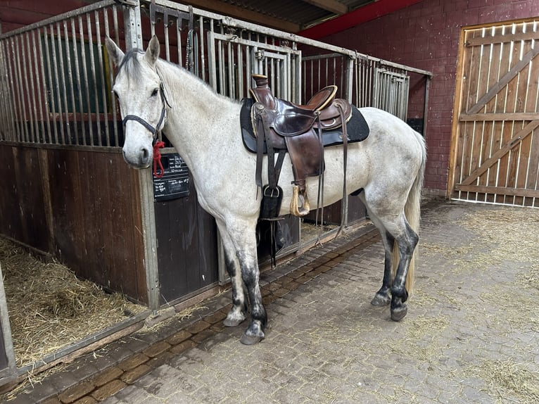 Connemara Wallach 7 Jahre 158 cm Schimmel in Wolgast