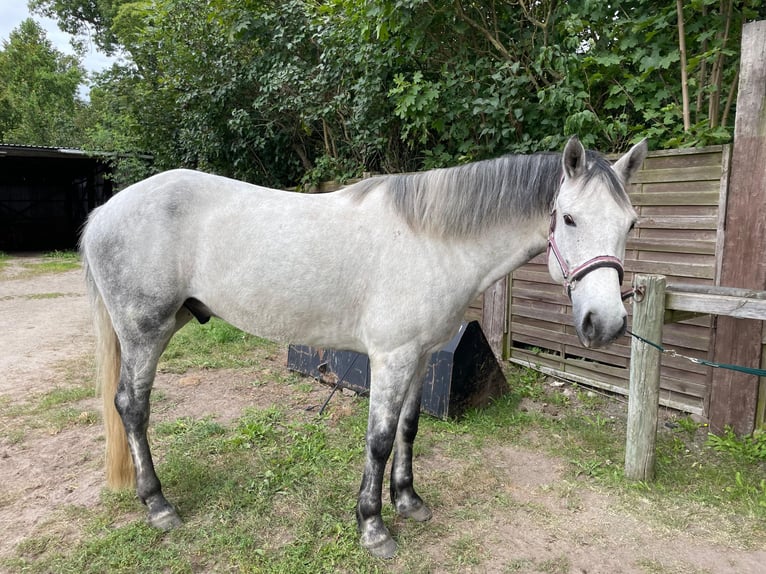 Connemara Wallach 7 Jahre 158 cm Schimmel in Wolgast