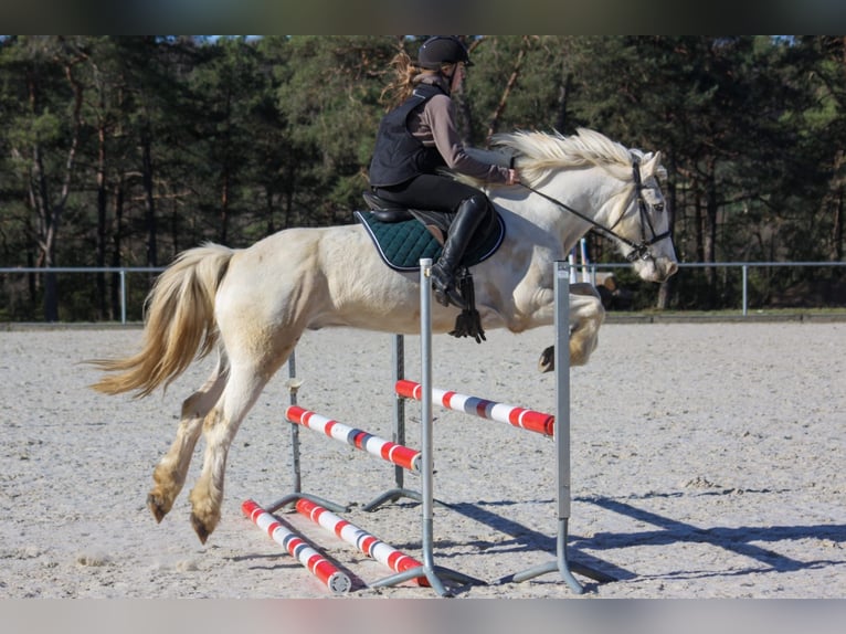 Connemara Wallach 7 Jahre 160 cm Fliegenschimmel in Gräfendorf