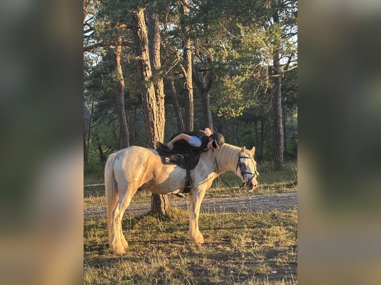 Connemara Wallach 7 Jahre 160 cm Fliegenschimmel in Gräfendorf