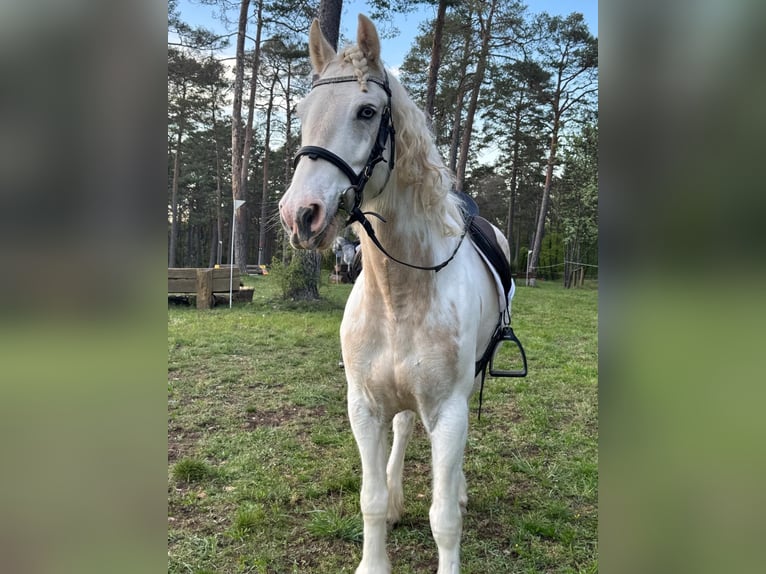 Connemara Wallach 7 Jahre 160 cm Fliegenschimmel in Gräfendorf