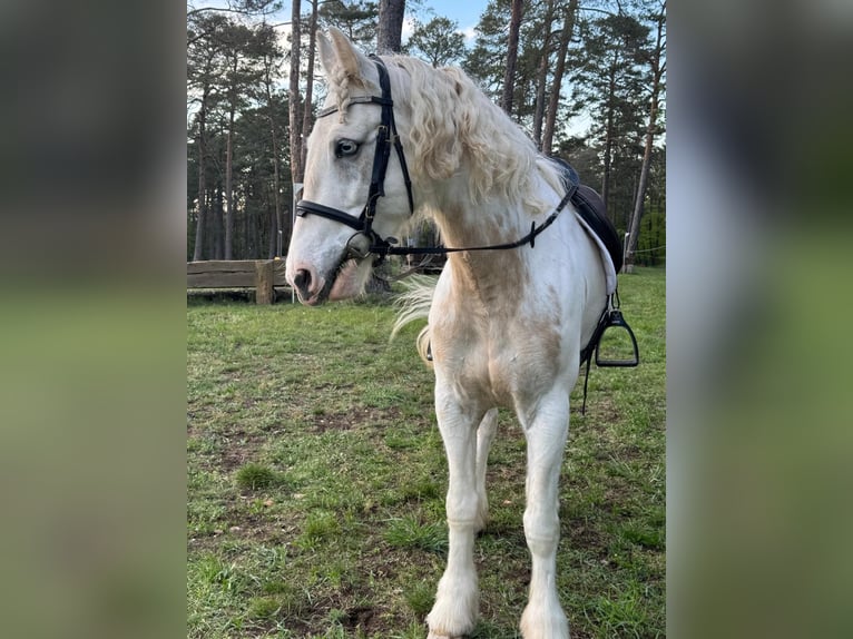 Connemara Wallach 7 Jahre 160 cm Fliegenschimmel in Gräfendorf
