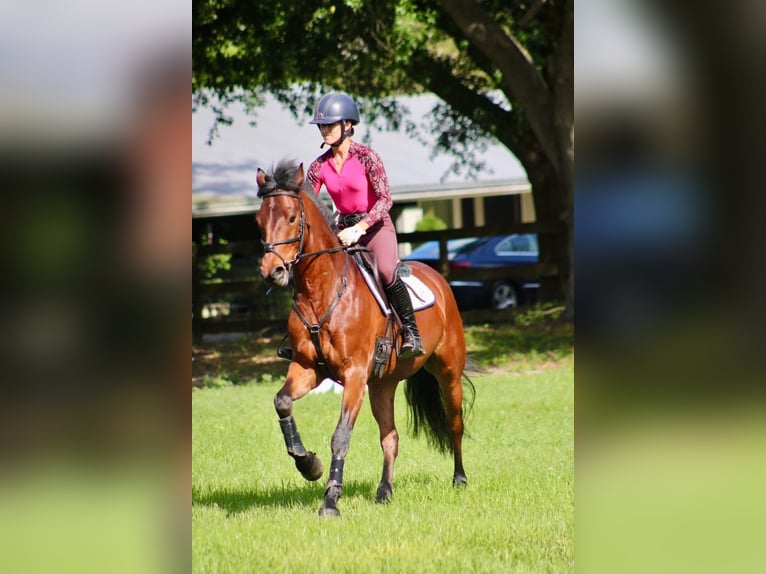 Connemara Wallach 7 Jahre 173 cm Hellbrauner in Scotter, Gainsborough