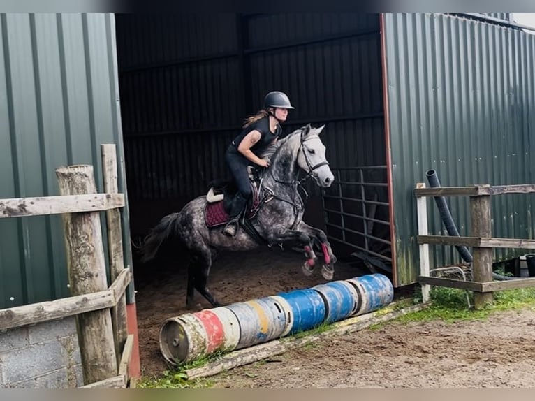 Connemara Wallach 8 Jahre 140 cm Apfelschimmel in Sligo