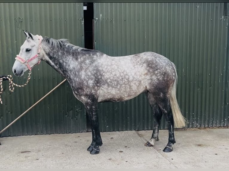 Connemara Wallach 8 Jahre 140 cm Apfelschimmel in Sligo