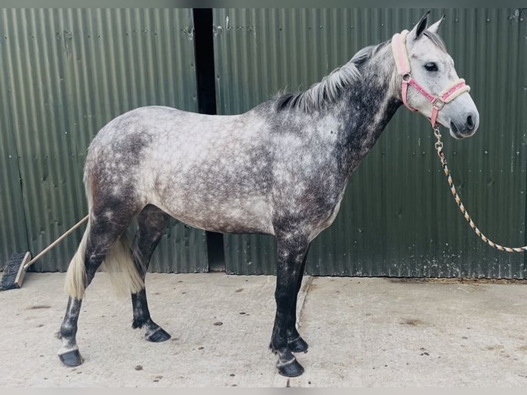 Connemara Wallach 8 Jahre 140 cm Apfelschimmel in Sligo