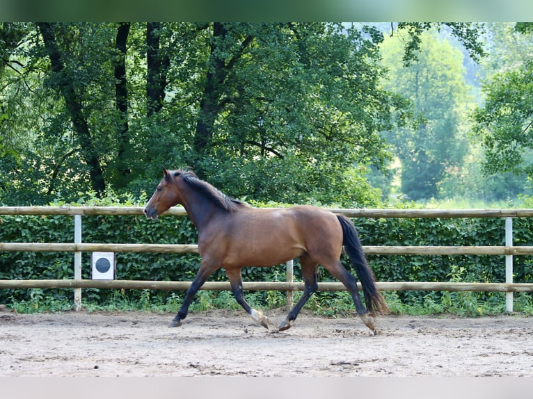 Connemara Wallach 8 Jahre 144 cm Brauner in Greding