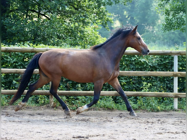 Connemara Wallach 8 Jahre 144 cm Brauner in Greding