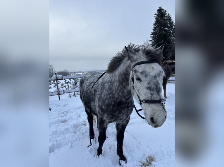 Connemara Mix Wallach 8 Jahre 146 cm Apfelschimmel in Iserlohn