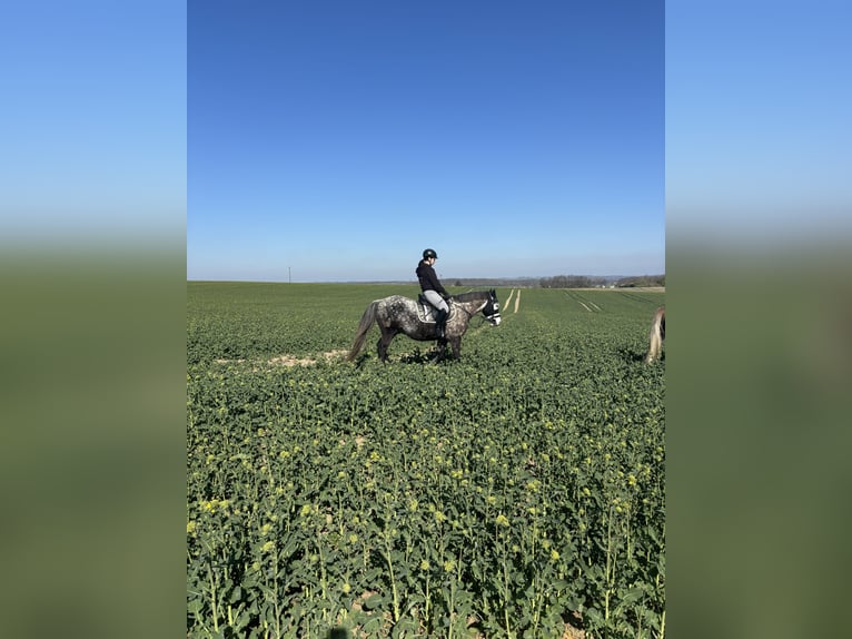 Connemara Mix Wallach 8 Jahre 146 cm Apfelschimmel in Iserlohn