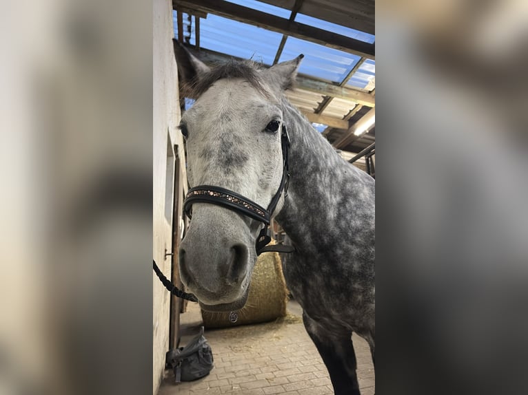 Connemara Mix Wallach 8 Jahre 146 cm Apfelschimmel in Iserlohn